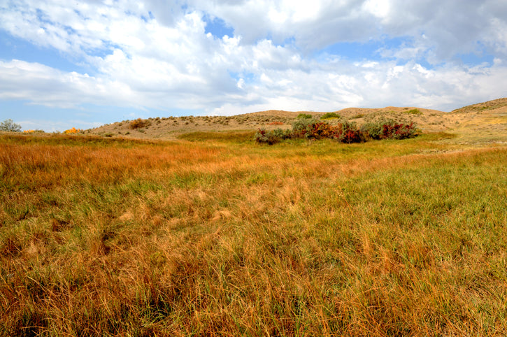 autumn prairie grass