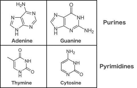 DNA - Adenine, Thymine, Cytosine, Guanine - Welcome to Truth