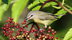 Bird on a tree - Welcome to Truth