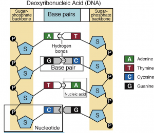 Nucleotide - DNA - Welcome to Truth