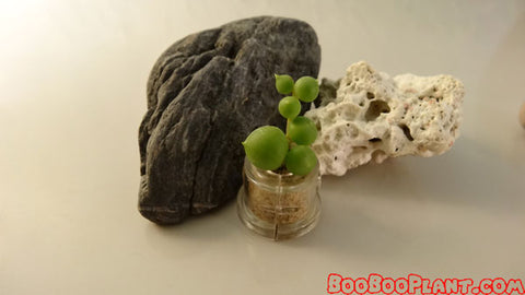 BooBoo plant Perls