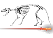 Thylascan