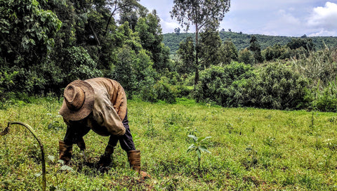 forest-tree-ethiopia