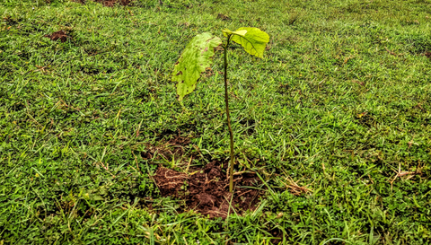 planta-arbol