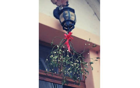 Christmas Traditions and Where They Came from Mistletoe
