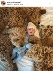 Samson the Doodle 