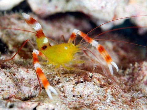 Banded Coral Shrimp Diet Food