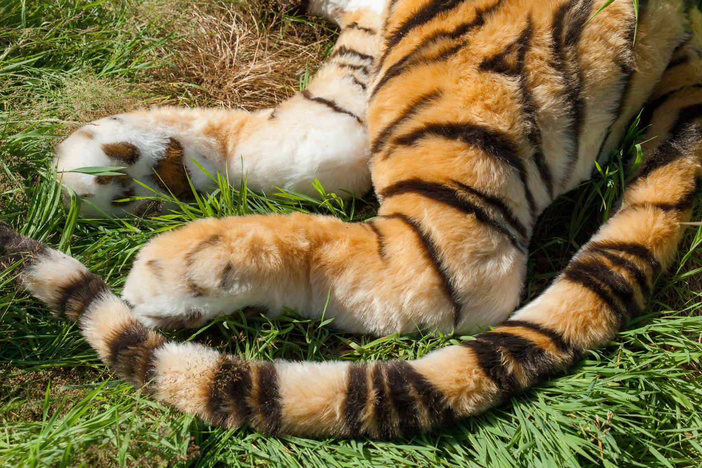 real tiger paw claw