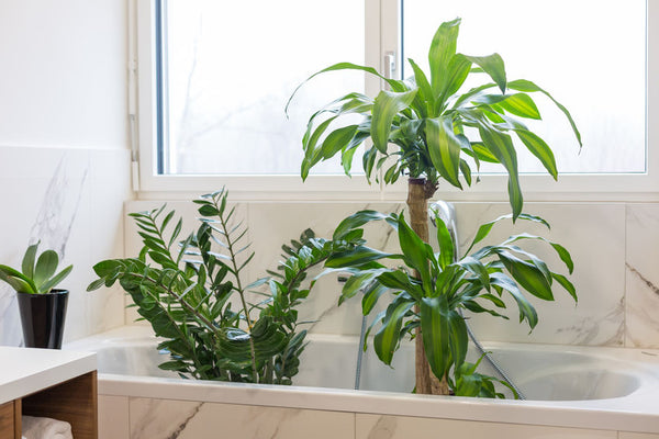 How to Clean Artificial Plants and Flowers
