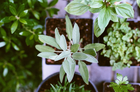 Caption: Growing herbs and spices is an excellent step towards a healthier lifestyle. Alt-tag: Photo of a herb garden. Photo by <a href="https://unsplash.com/@matrickm?utm_source=unsplash&utm_medium=referral&utm_content=creditCopyText">Matt Montgomery</a> on <a href="https://unsplash.com/?utm_source=unsplash&utm_medium=referral&utm_content=creditCopyText">Unsplash</a>