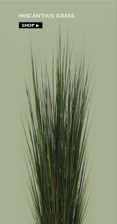 Miscanthus grass