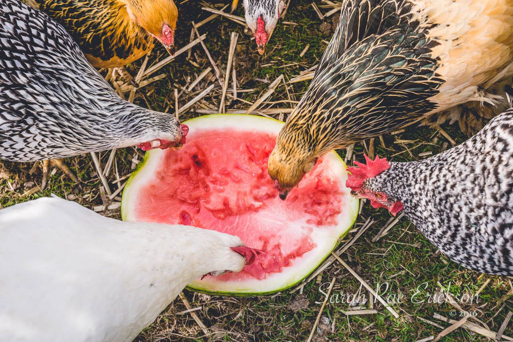 Delicious Food Photography - Photography Challenge Winners Announced