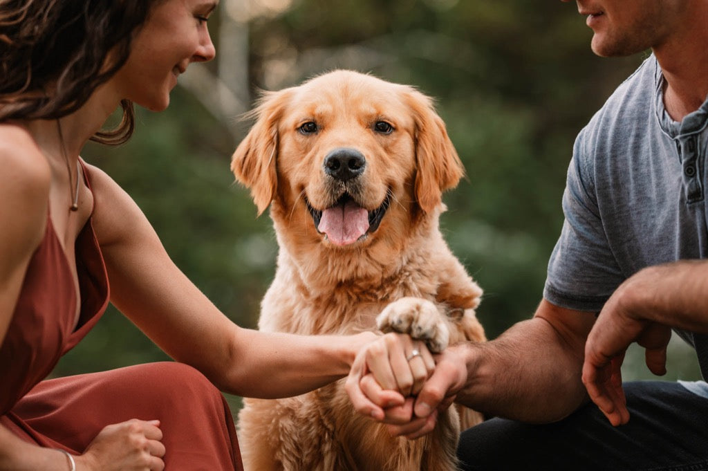 Pet edition. Engagement Photoshoot with Pet.