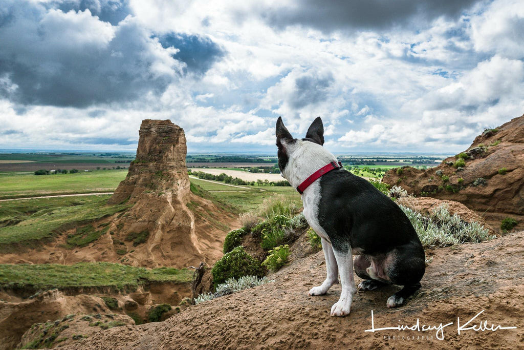 Dog sitting on mountain looking into the valley | Quiet Time Photo Challenge