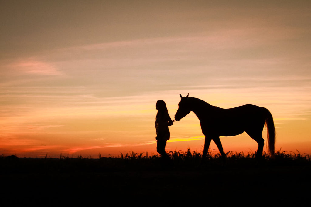 silhouette image of girl and horse