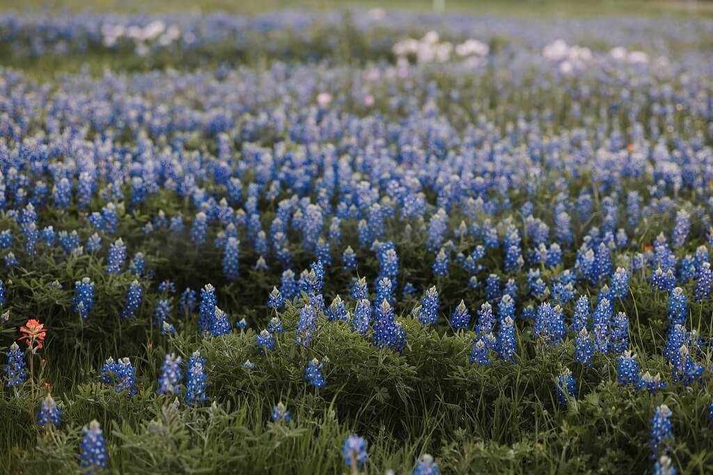 What to Wear for Bluebonnet Pictures