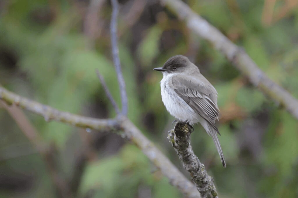 Bird Reference Photos