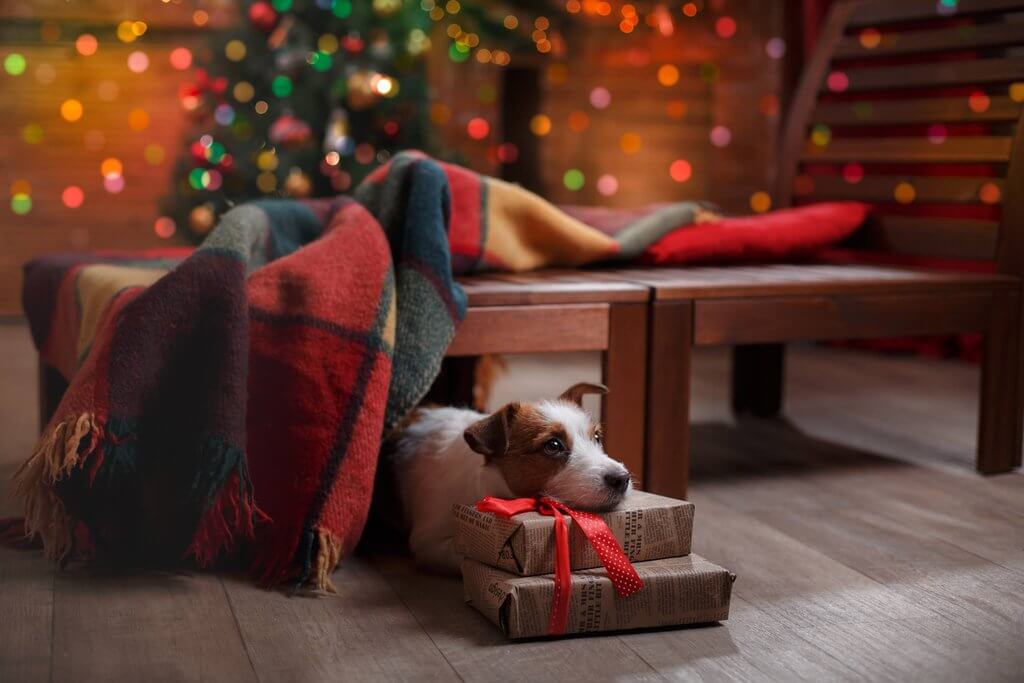 Bokeh Lightroom Presets Added to Holiday Pet Photo