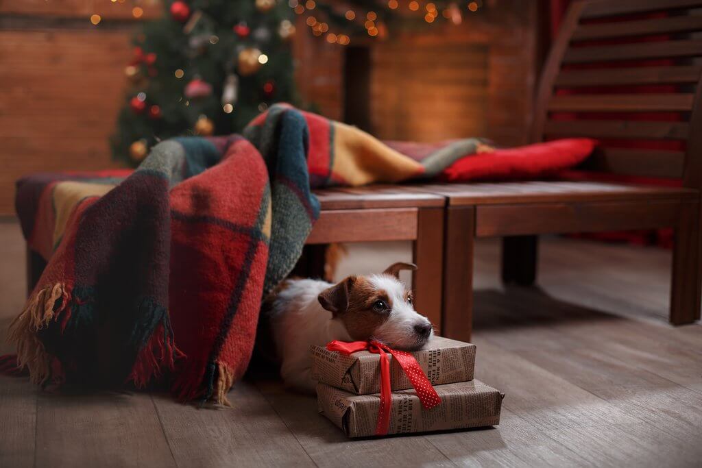 dog under christmas tree with presents