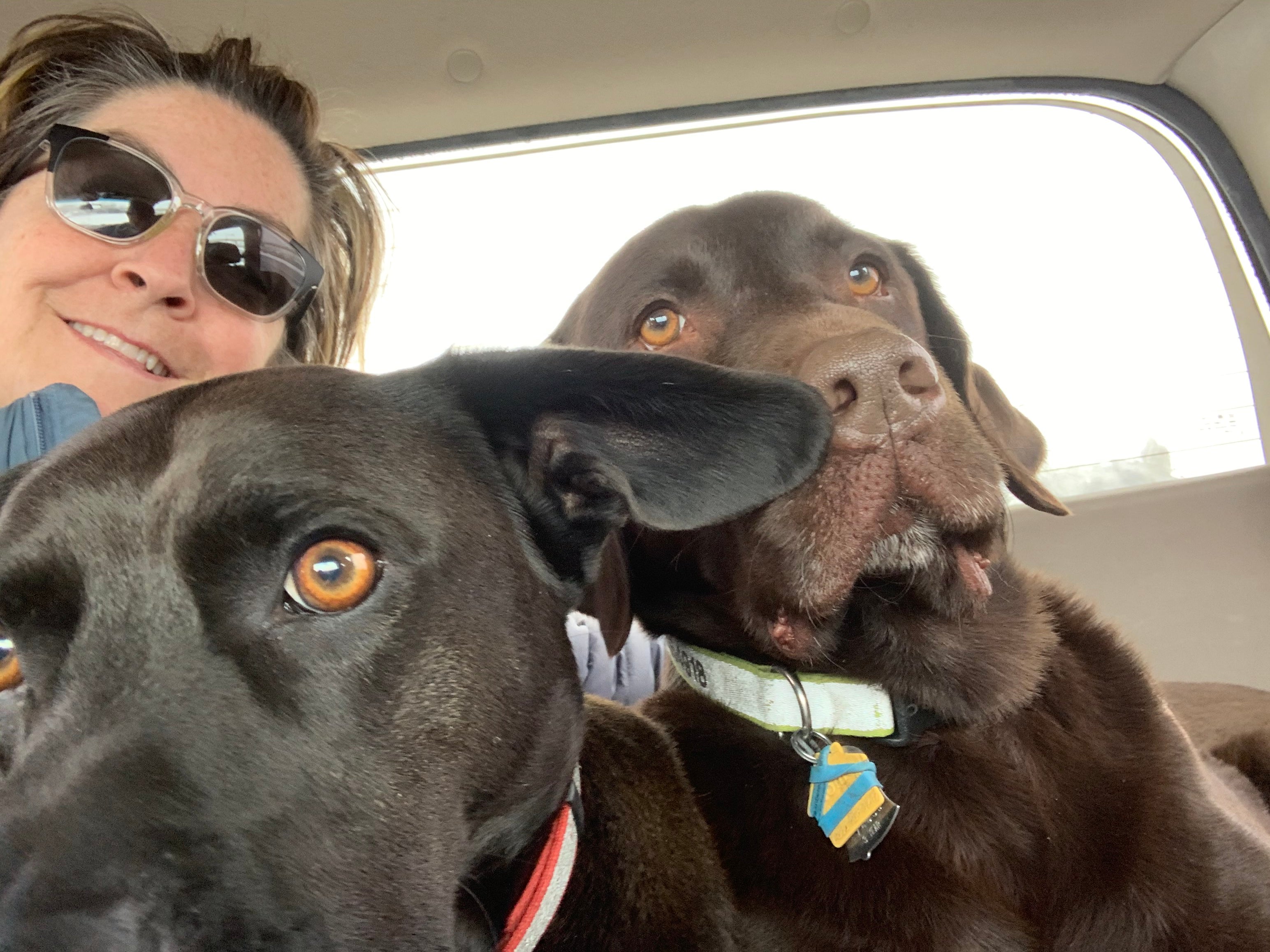 Two Labradors in a car with female business owner