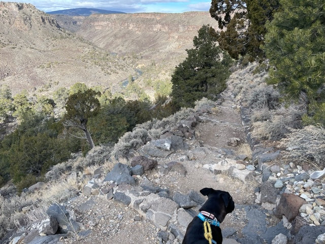 a black dog on a leash looks down a rocky dirt path on a mountain's edge with a canyon way down below