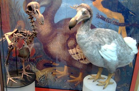 Study the Dodo in Oxford this summer