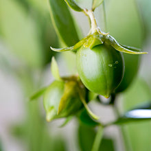 Organic Jojoba Oil