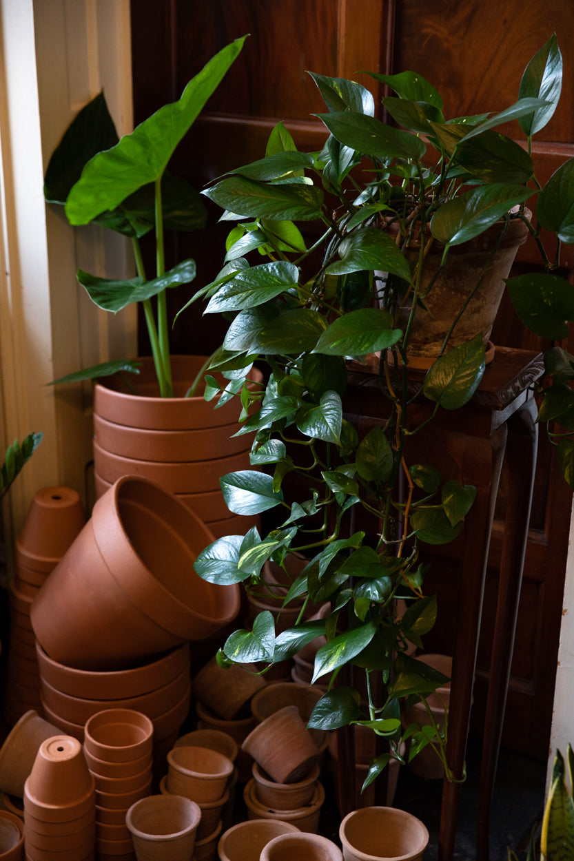 Houseplant Dublin Terracotta Pots