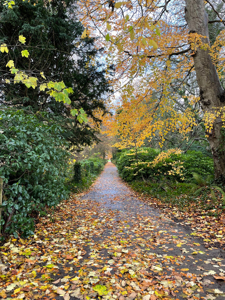 Autumnal view of a path