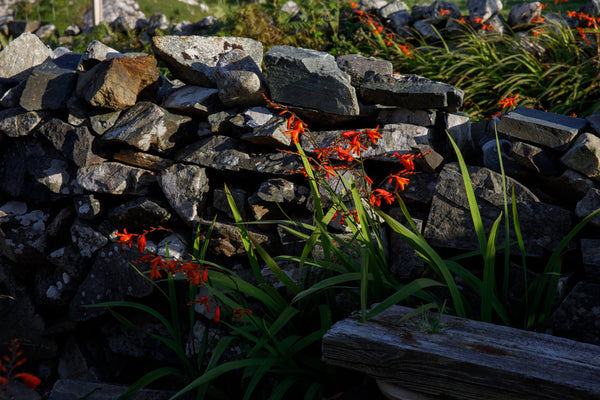 Wildflowers in Connemara