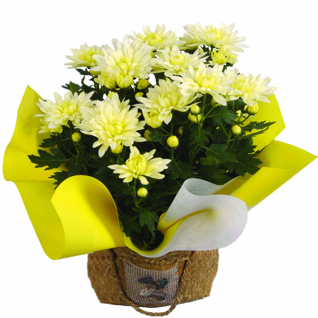 Chrysanthemum Kite Bag – Morrisons Florist - Auckland Fresh Flower Delivery