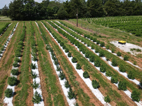 hemp in field