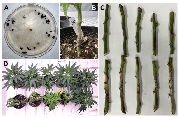 hemp disease research sclerotinia sclerotiorum stem canker