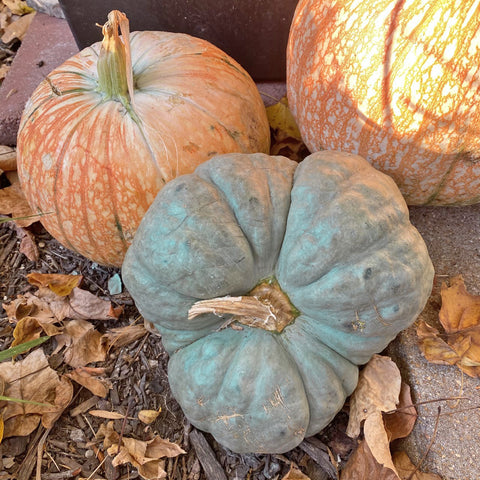 JABC - Blue pumpkin