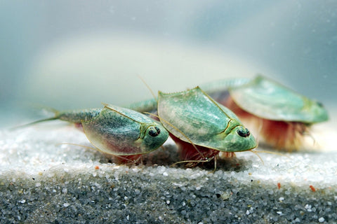 Seizure of Triops kits from toy stores – Aqua Dragons