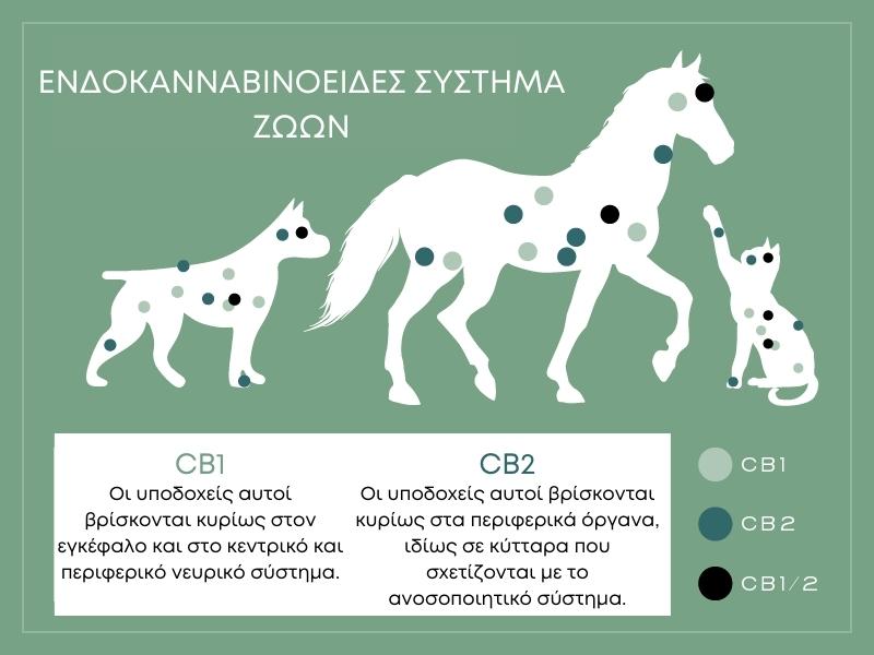 cbd σκυλος γατα αλογο