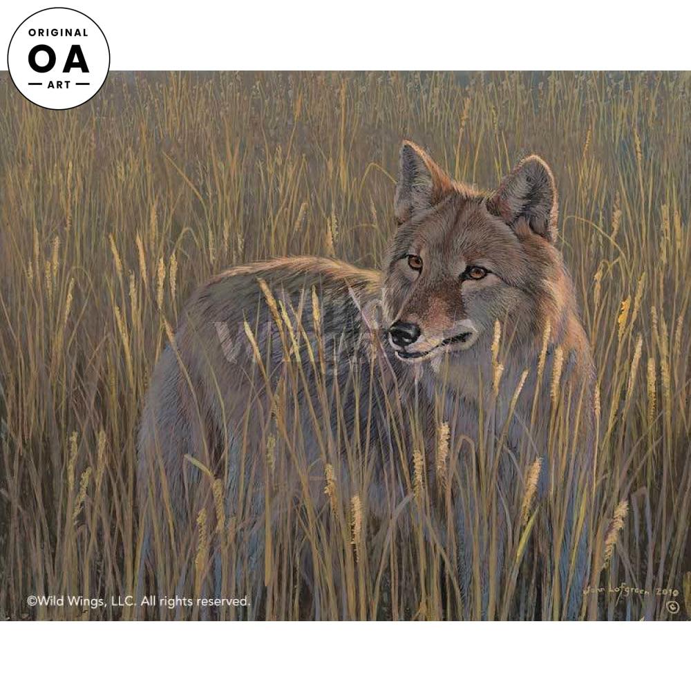 A Sea of Grass—Coyote Original Acrylic Painting - Wild Wings