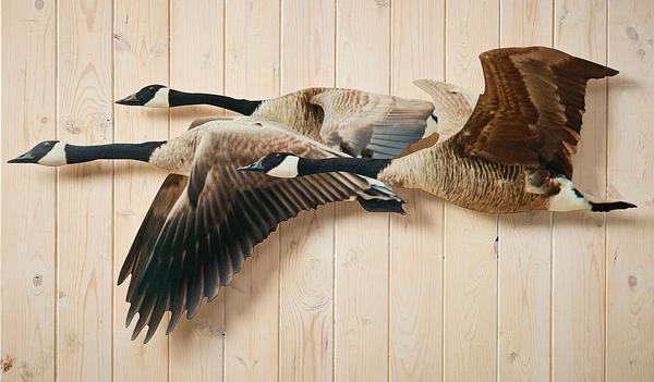 Rustic Metal Wall Art & Wild Nature - Wings Wall – Metal Wildlife Decor