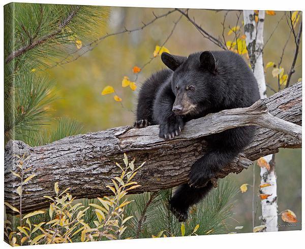 Image of Hanging OutBlack Bear