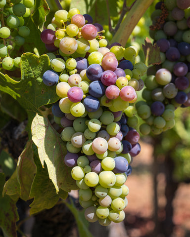 Dry creek valley grapes