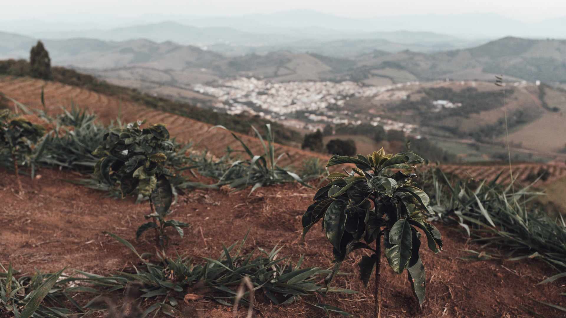 high elevation coffee brazil