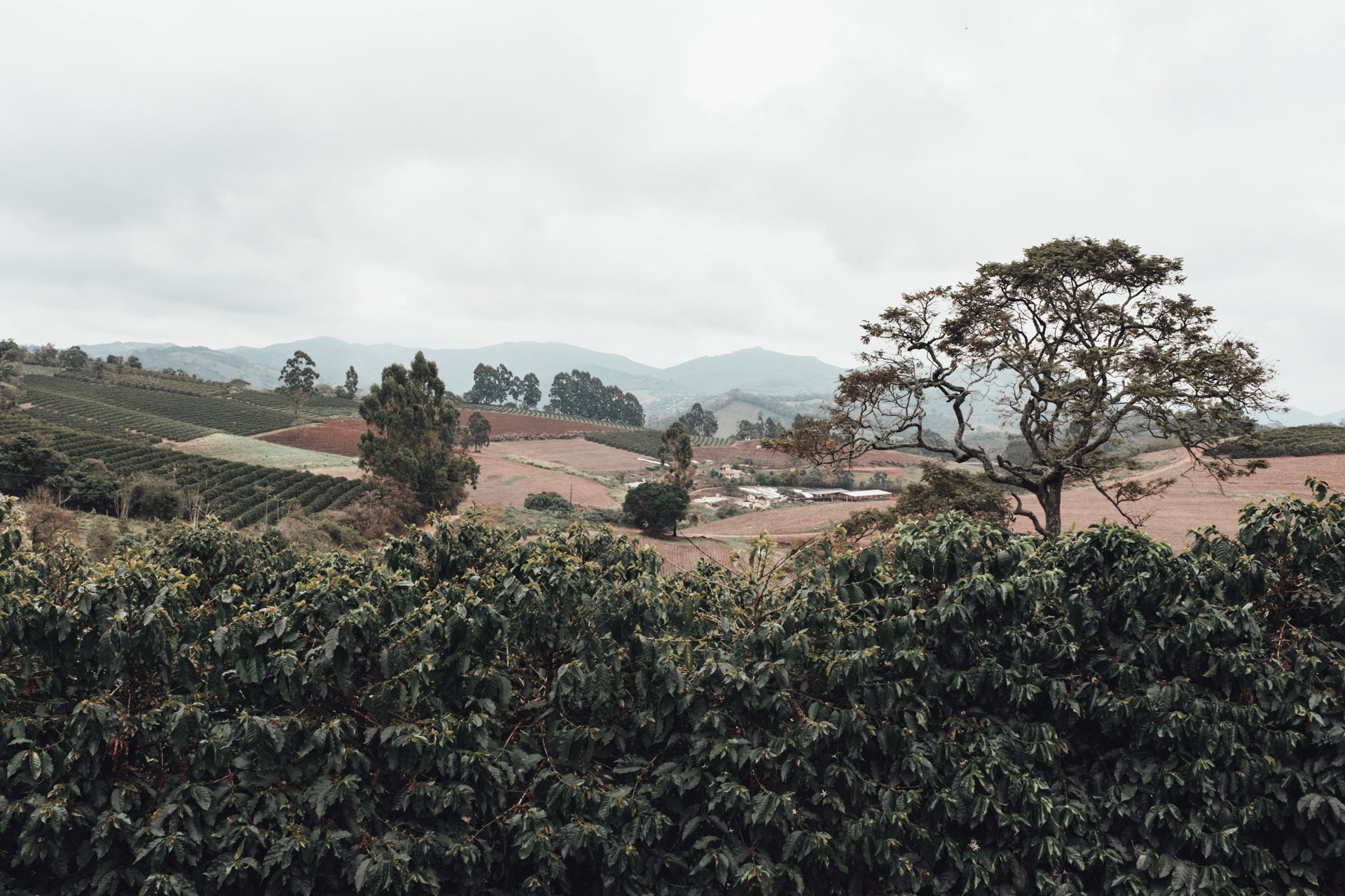 coffee farm in brazil fernwood coffee