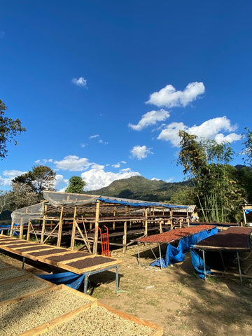 Coffee_drying_racks