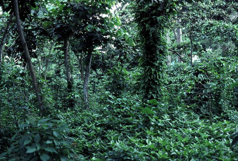 Ugandan Coffee Trees