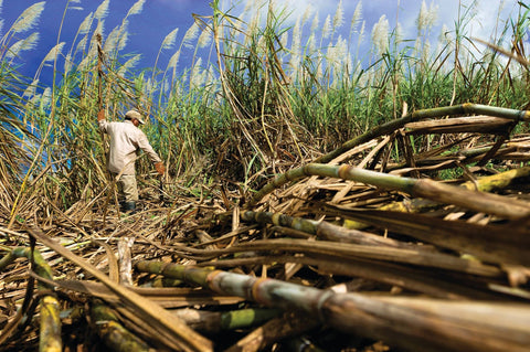 sugar cane decafination