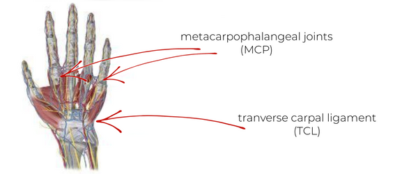 metacarpophalangeal joint and tranverse carpal ligament