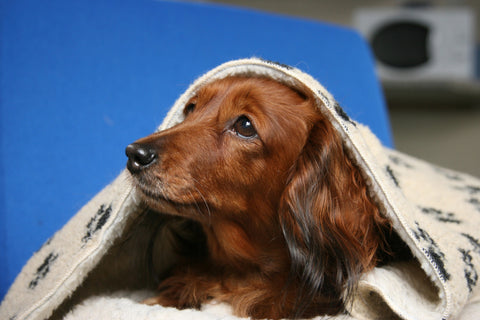Dog sheltering under blanket