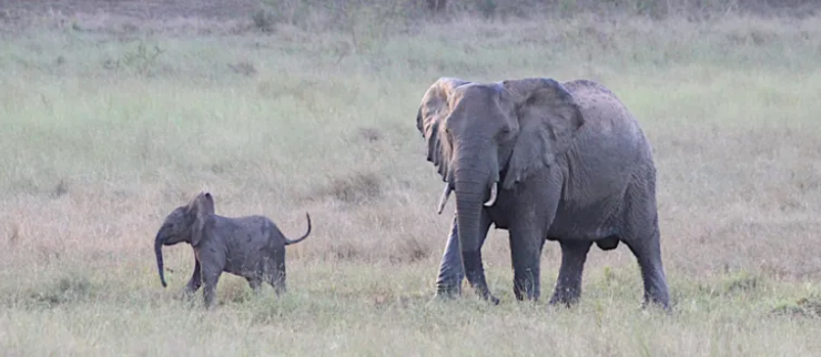 Arabuko Sokoke Elephants