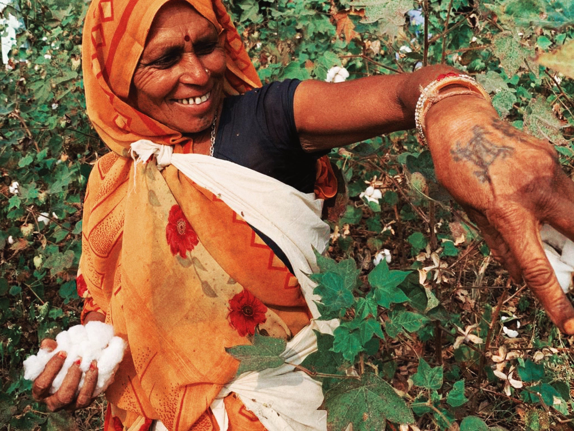Organic Cotton Picker - India Organic Cotton Picker - India