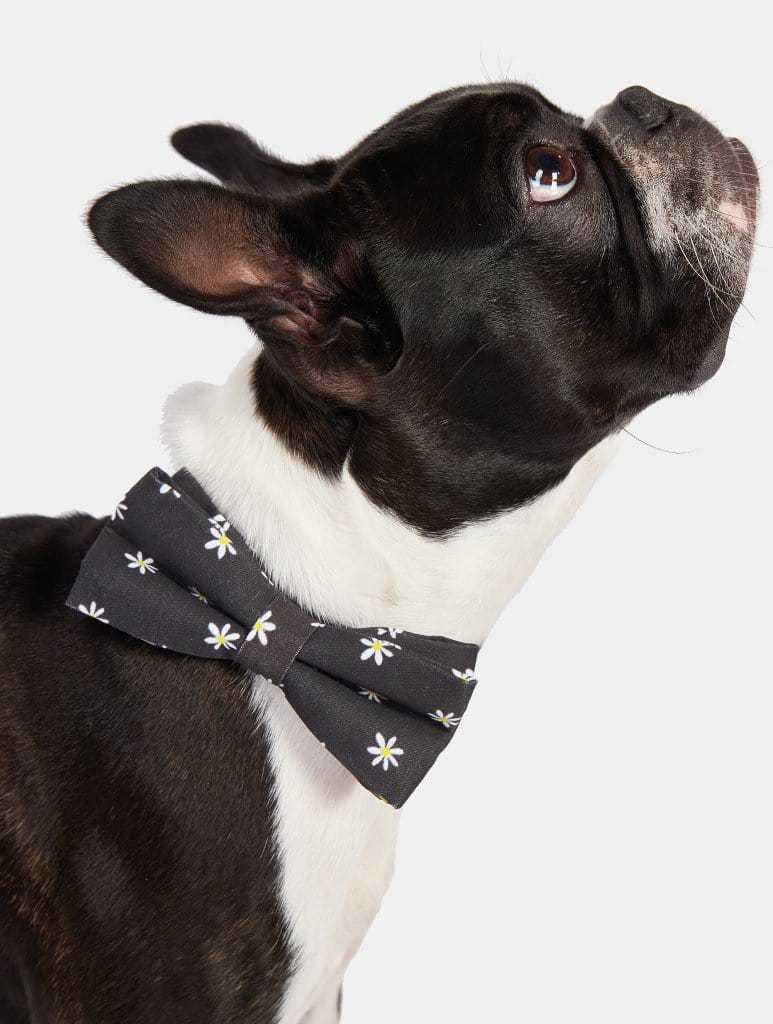 Daisy Easy Attach Pet Bow